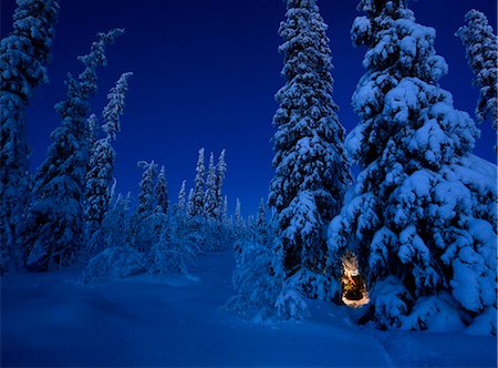 quiet landscape - Pie trees at winter Foto de stock - Sin royalties Premium, Código: 6102-08559351