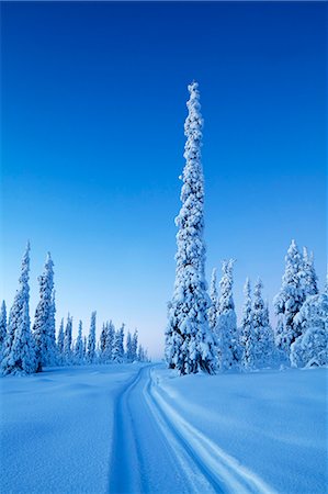 snowed under - Pine trees at winter Stock Photo - Premium Royalty-Free, Code: 6102-08559354