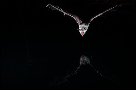 Bat flying above water, Israel Foto de stock - Sin royalties Premium, Código: 6102-08559303