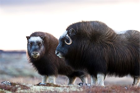 Muskoxen in mountain landscape in the autumn, Norway. Photographie de stock - Premium Libres de Droits, Code: 6102-08559448