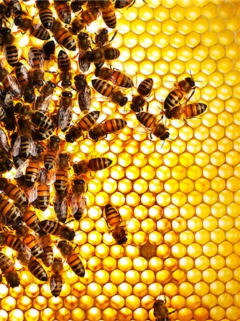 panal - Honey bees on a honeycomb, close-up. Foto de stock - Sin royalties Premium, Código: 6102-08559456