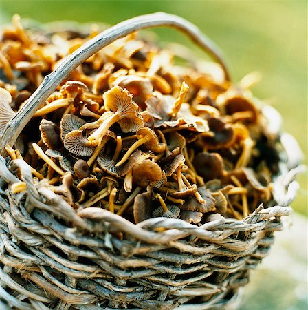 Basket with mushrooms. Photographie de stock - Premium Libres de Droits, Code: 6102-08559413