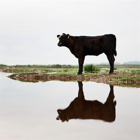 simsearch:6102-08169004,k - Portrait of cow Stock Photo - Premium Royalty-Free, Code: 6102-08566164