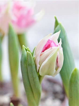 simsearch:6102-08120996,k - Pink tulip Photographie de stock - Premium Libres de Droits, Code: 6102-08566488