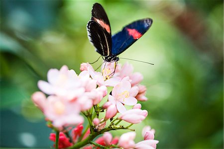 polinización - Butterfly on flowers Foto de stock - Sin royalties Premium, Código: 6102-08566425