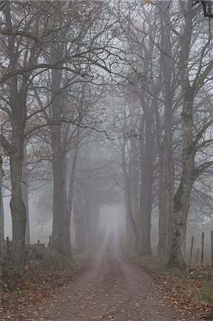 Treelined road in fog Foto de stock - Sin royalties Premium, Código: 6102-08566548