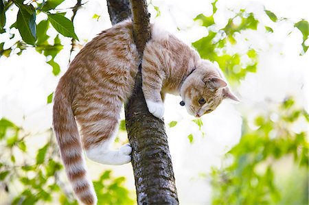 domestic cat - Cat on tree Foto de stock - Sin royalties Premium, Código: 6102-08566569