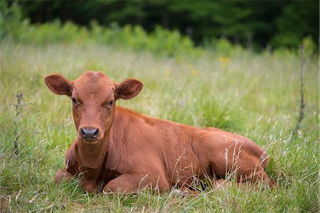 Cow lying on pasture Photographie de stock - Premium Libres de Droits, Code: 6102-08566831