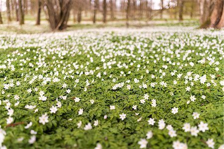 simsearch:6102-08994936,k - Wood anemones in forest Photographie de stock - Premium Libres de Droits, Code: 6102-08566834