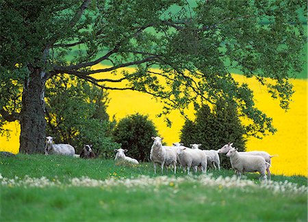 simsearch:6102-08760886,k - A flock of sheep grazing, Sweden. Foto de stock - Sin royalties Premium, Código: 6102-08566967