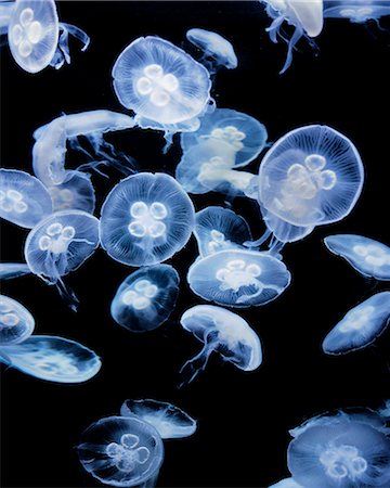 Jellyfish Photographie de stock - Premium Libres de Droits, Code: 6102-08566903