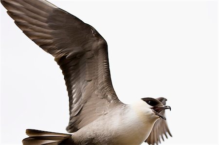 A Long-tailed Skua, Norway. Stock Photo - Premium Royalty-Free, Code: 6102-08566919