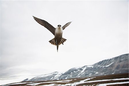 A Long-tailed Skua, Norway. Foto de stock - Royalty Free Premium, Número: 6102-08566921