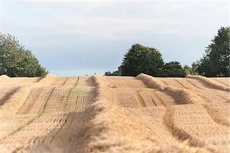 simsearch:6102-08271374,k - Rural landscape and cloudy sky Foto de stock - Sin royalties Premium, Código: 6102-08520554