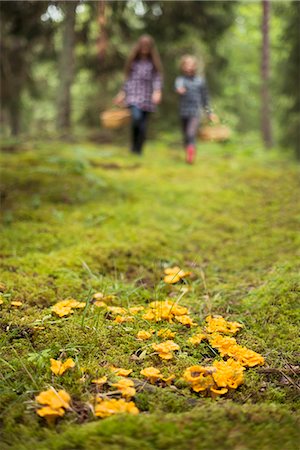 Mushrooms in forest Photographie de stock - Premium Libres de Droits, Code: 6102-08520593