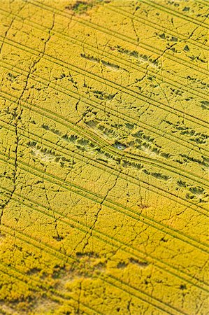 simsearch:6102-08520514,k - Aerial view of cultivated field Fotografie stock - Premium Royalty-Free, Codice: 6102-08520517