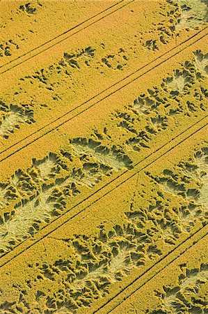 furrow - Aerial view of cultivated field Stock Photo - Premium Royalty-Free, Code: 6102-08520516