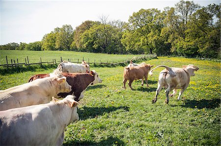 Herd of cows running on meadow Photographie de stock - Premium Libres de Droits, Code: 6102-08520534
