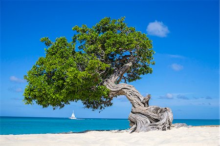 Tree at the beach Photographie de stock - Premium Libres de Droits, Code: 6102-08520795