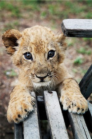 Portrait of young lion Stock Photo - Premium Royalty-Free, Code: 6102-08520864