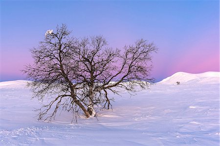 simsearch:6102-08882062,k - Winter landscape at sunset Foto de stock - Sin royalties Premium, Código: 6102-08520894