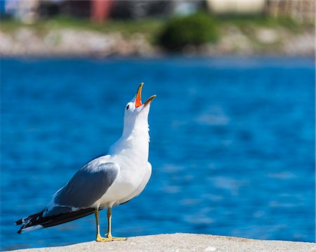 Seagull against blue sea Foto de stock - Sin royalties Premium, Código: 6102-08520829