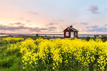 fresh clouds - Oilseed rape and falun red cottage Stock Photo - Premium Royalty-Free, Code: 6102-08520831