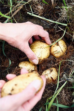 food norrbotten - Harvesting of potatoes Stock Photo - Premium Royalty-Free, Code: 6102-08520941