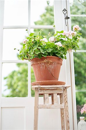 Geranium in flower pot Photographie de stock - Premium Libres de Droits, Code: 6102-08520930