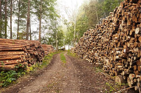 dirt piles - Logs along dirt track Stock Photo - Premium Royalty-Free, Code: 6102-08642037