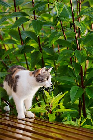 domestic cat and outside - Cat looking away Stock Photo - Premium Royalty-Free, Code: 6102-08683217