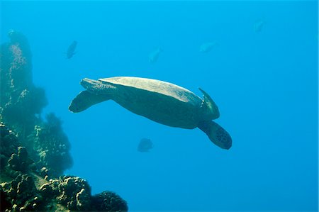 Sea turtle Foto de stock - Royalty Free Premium, Número: 6102-08683227