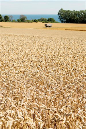simsearch:6102-08542273,k - Rural scene with wheat field Photographie de stock - Premium Libres de Droits, Code: 6102-08683390
