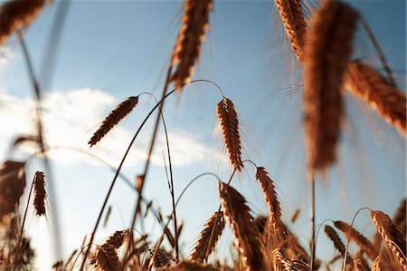 Wheat Stock Photo - Premium Royalty-Free, Code: 6102-08683324