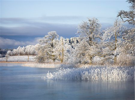 Winter trees at lake Stock Photo - Premium Royalty-Free, Code: 6102-08683457