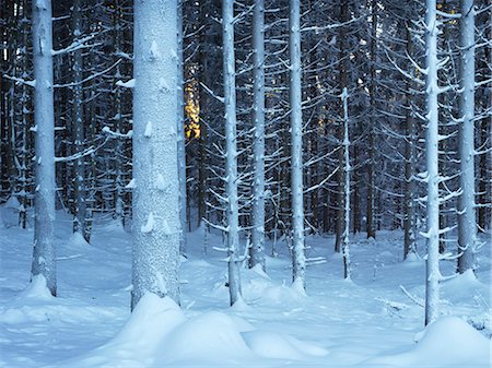 Forest at winter Stock Photo - Premium Royalty-Free, Code: 6102-08683439