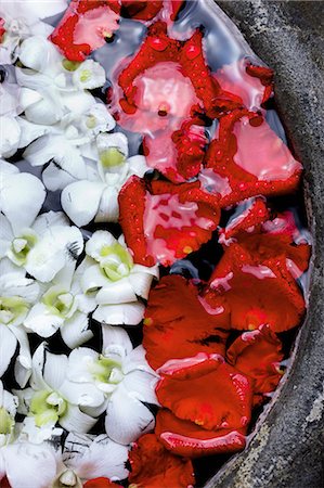 Rose petals in water, Thailand Stock Photo - Premium Royalty-Free, Code: 6102-08746198