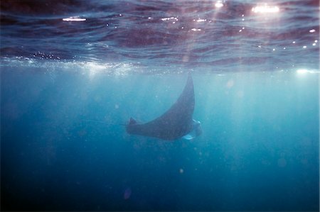 A Manta ray Photographie de stock - Premium Libres de Droits, Code: 6102-08746464