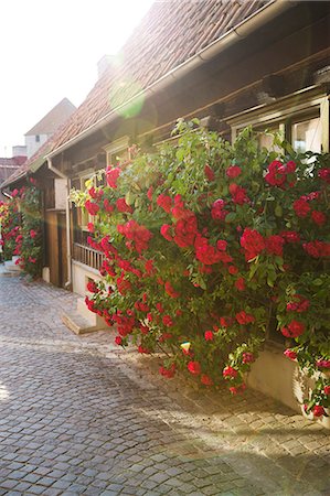 Roses in front of cottage Stock Photo - Premium Royalty-Free, Code: 6102-08746686