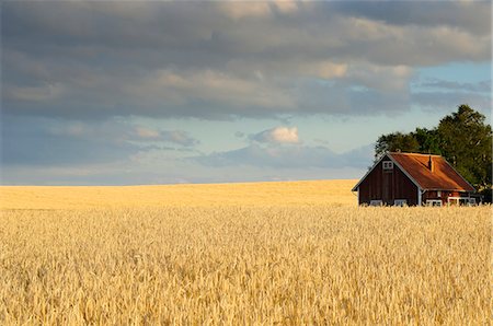 simsearch:6102-07844094,k - View of barn in field Foto de stock - Sin royalties Premium, Código: 6102-08748498