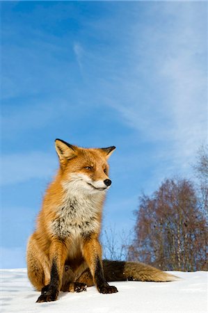 Red fox sitting on snow Photographie de stock - Premium Libres de Droits, Code: 6102-08748504