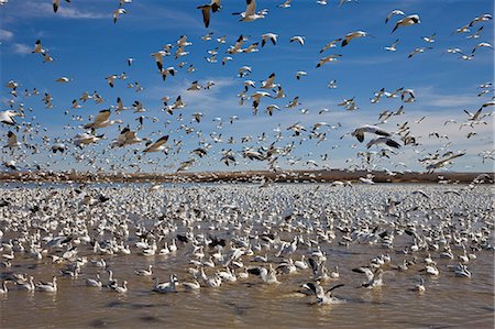 Flock of goose at lake shore Stock Photo - Premium Royalty-Free, Code: 6102-08748508
