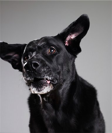 simsearch:6102-03905554,k - Black dog against grey background Stock Photo - Premium Royalty-Free, Code: 6102-08748643
