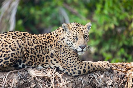 Jaguar resting on large tree trunk Photographie de stock - Premium Libres de Droits, Code: 6102-08748644