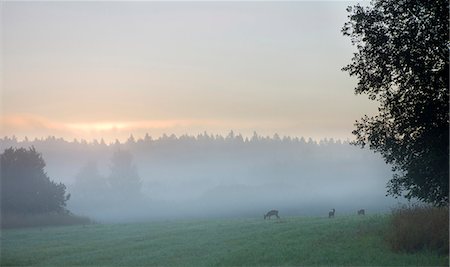 simsearch:649-07239783,k - Meadow at sunrise Stock Photo - Premium Royalty-Free, Code: 6102-08748689