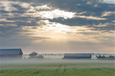 simsearch:6102-08760886,k - Farmland at sunrise Foto de stock - Sin royalties Premium, Código: 6102-08748692