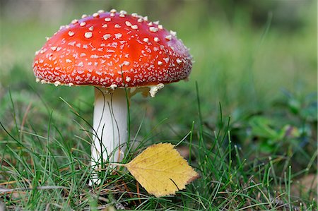 simsearch:400-04227194,k - Fly agaric Stock Photo - Premium Royalty-Free, Code: 6102-08748611