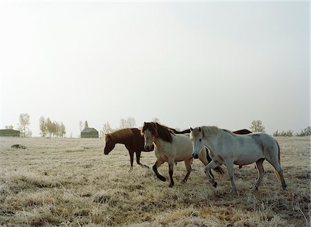 scandinavia horse - A flock of horses Stock Photo - Premium Royalty-Free, Code: 6102-08748792