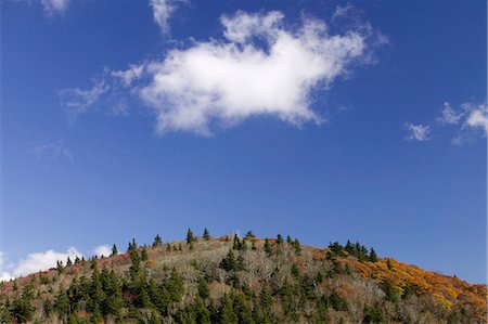 Pine-forest in the Appalachian Mountains, North Carolina, USA. Stock Photo - Premium Royalty-Free, Code: 6102-08748730