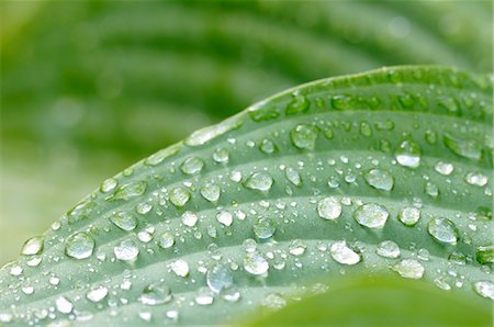 simsearch:6102-07602477,k - Water drops on a leaf Foto de stock - Sin royalties Premium, Código: 6102-08748813